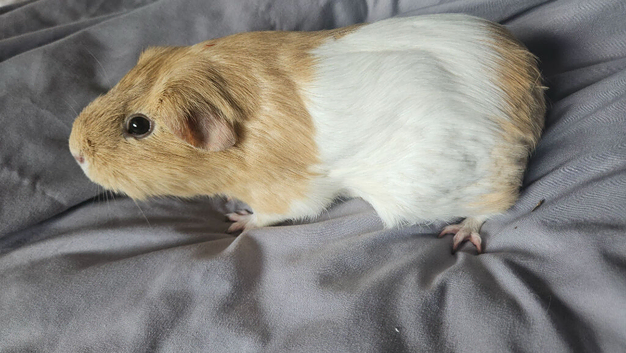 I have 2 female guinea pigs available