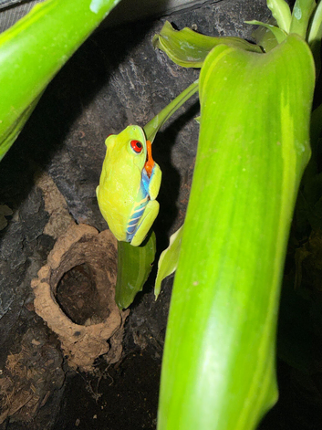 Red eye tree frogs