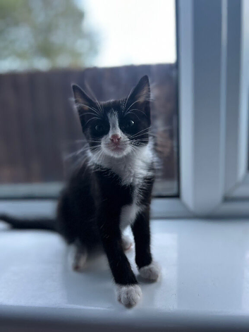 2-kittens