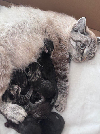 British shorthair x tabby