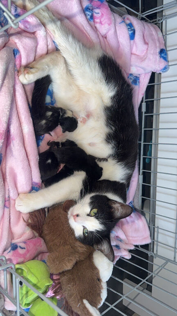 Litter of kittens