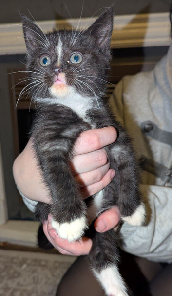 5 beautiful female kittens