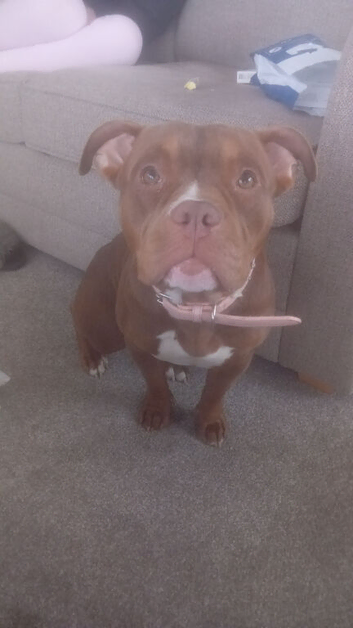 Stunning pocket bully looking for her forever home