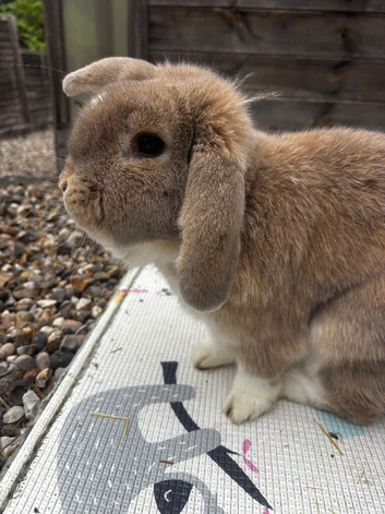 Beautiful male rabbit