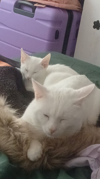 Duo looking for rehome