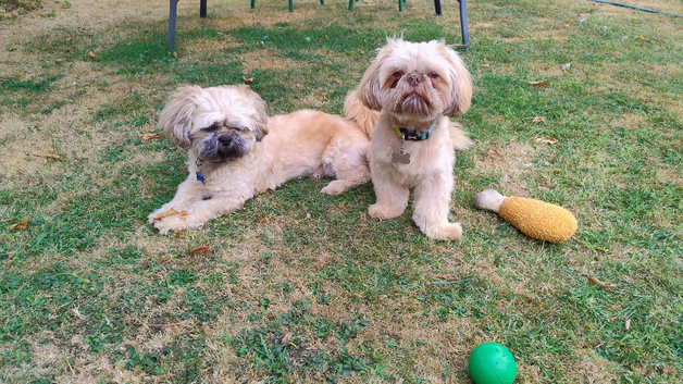 2 shih tzu boys for Stud (first timers)