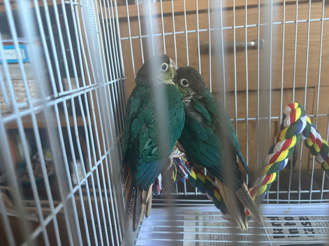 4 Baby conures