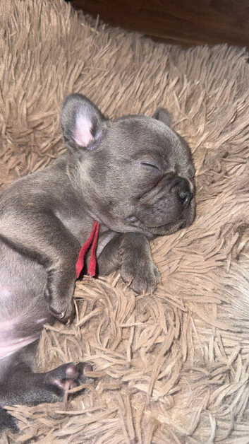 Litter of French bulldogs