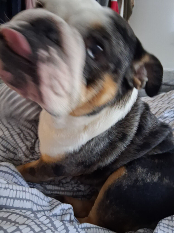 Blue female british bulldog I will respond now I'm ready to let go
