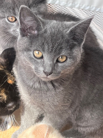 1/4 British shorthair kittens