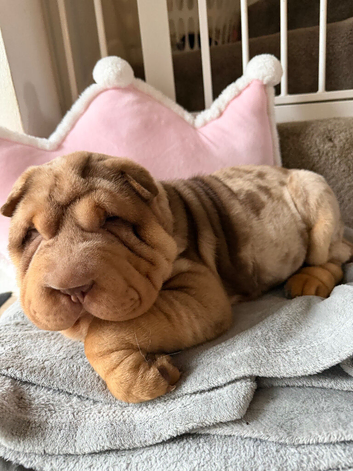Stunning Shar Pei