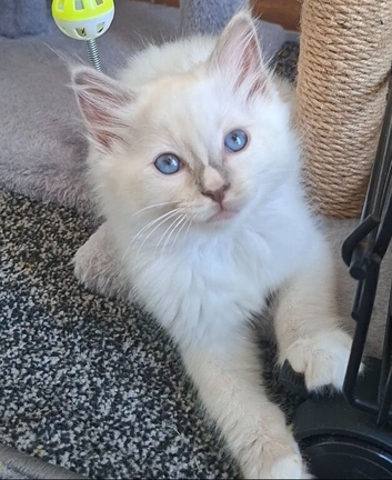 GCCF lilac Ragdoll boy kittens