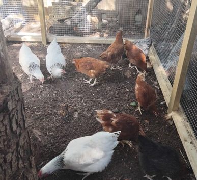 Point of Lay Chickens for sale