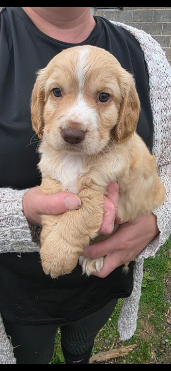 Cocker Spaniel puppies