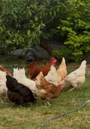 Point of Lay Pullets for Sale