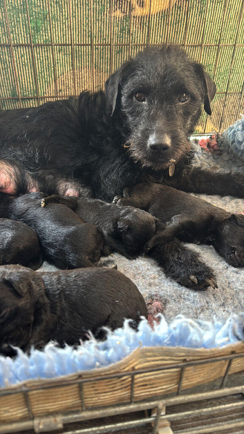 pure patterdale puppies