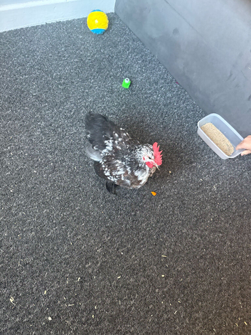 Batmen rooster