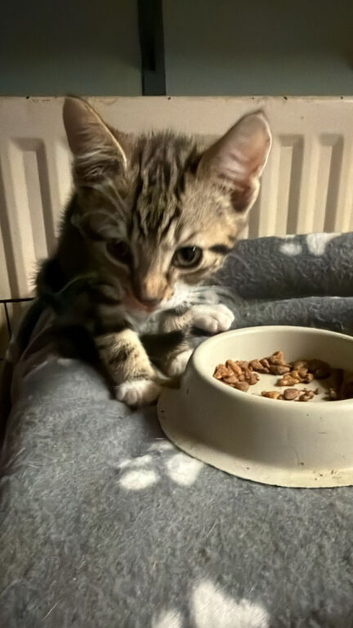 Beautiful kittens