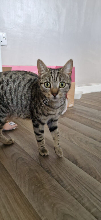 Adult female cat