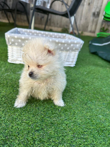 ️ Special Cream Male Pomeranian Puppy