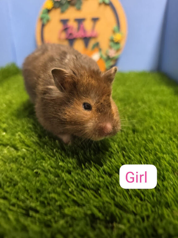Stunning Syrian Hamster Girl Female Pedigree