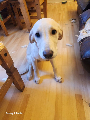5month old double doodle