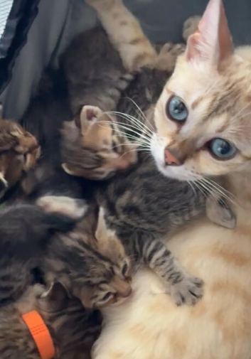 Beautiful Bengal x Maine Coon Kittens