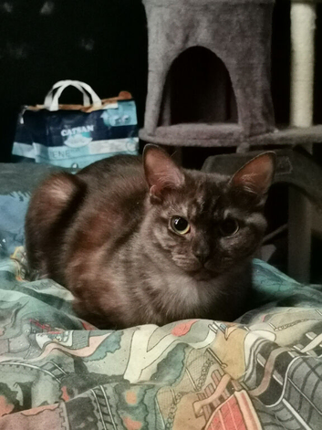 Kitten to buy
