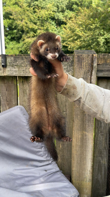 Jill ferret