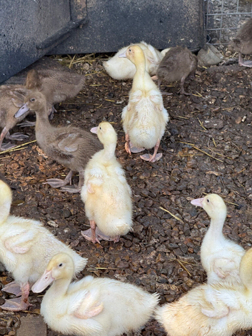 Cherry Valley Ducklings (females)
