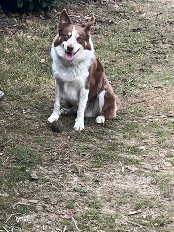Border collie STUD