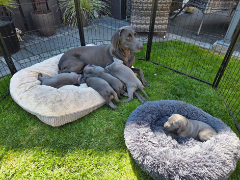 Blue Weimaraner Puppies