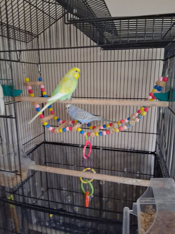 2 BUDGIES