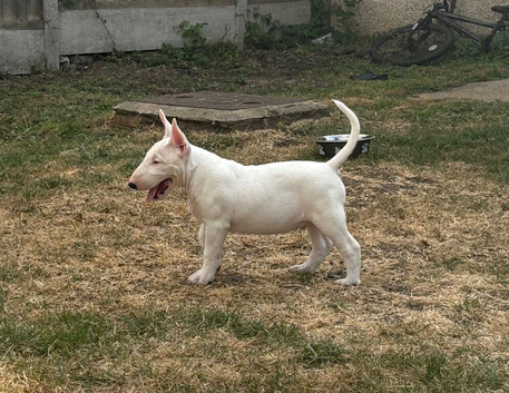Ready to go go (male) bull terrier
