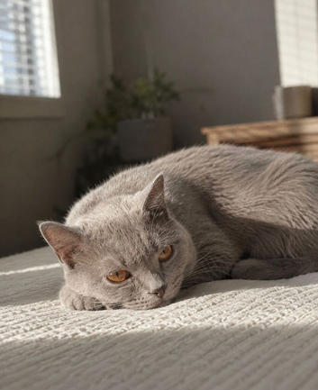 Beautiful 1-Year-Old Lilac British Shorthair Female