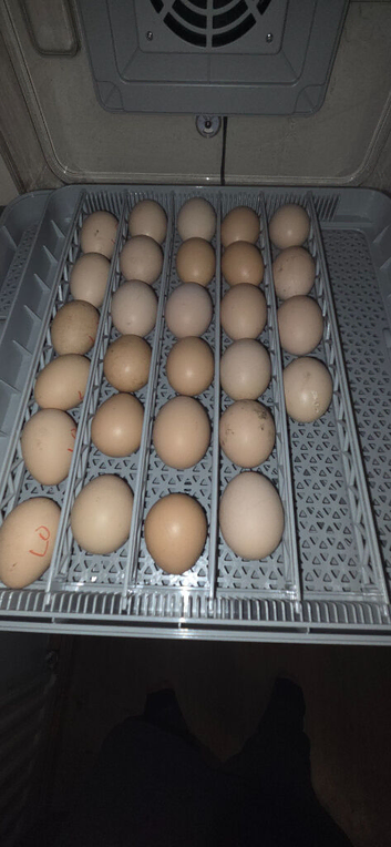 Light Sussex Large Fowl Hatching Eggs
