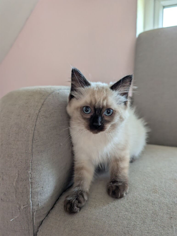 Ragdoll kittens