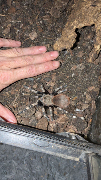Nhandu chromatus juvenile