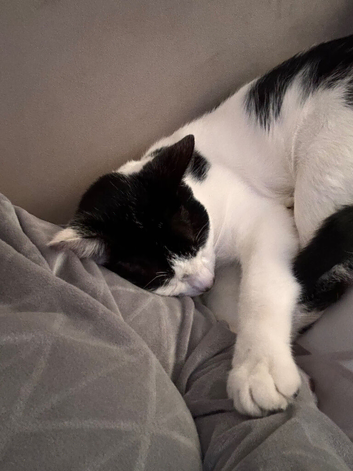 1 year old cat