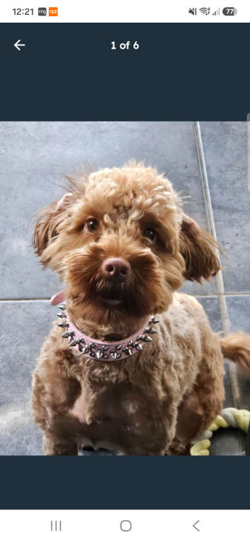 Nearly 2 yearold cockapoo