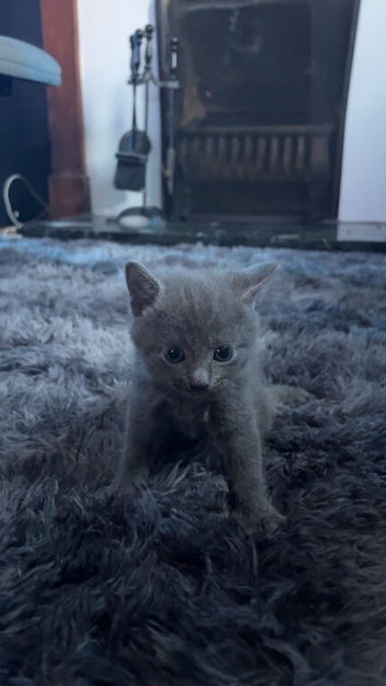 Beautiful Kittens For Sell