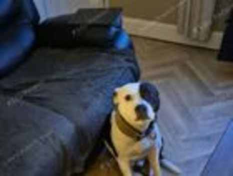 Male staffy
