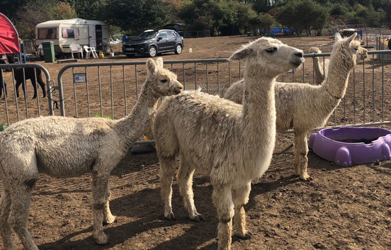 3 rear suri female alpacas