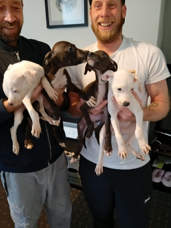 Greyhound cross staffy