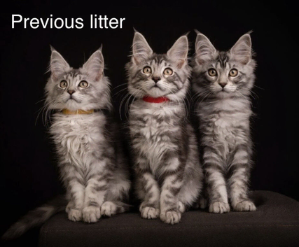 TICA & Council licensed Maine Coon kittens