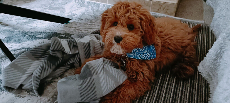 Teddy bear cavapoo