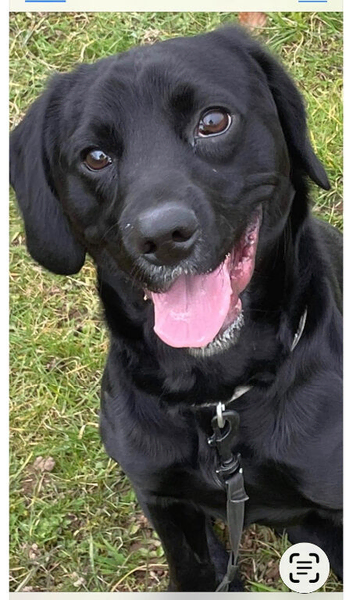 Gorgeous black bocker male