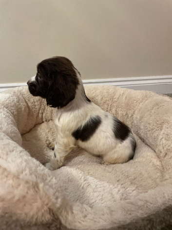 Cocker spaniel puppies