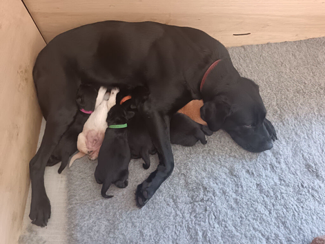 Kc registered working labrador puppies