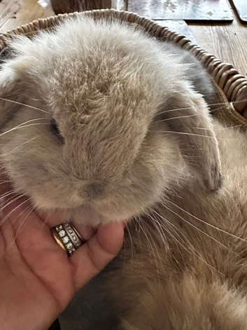 Pure placid mini lop babies